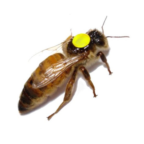 Matka pszczela unasienniona naturalnie